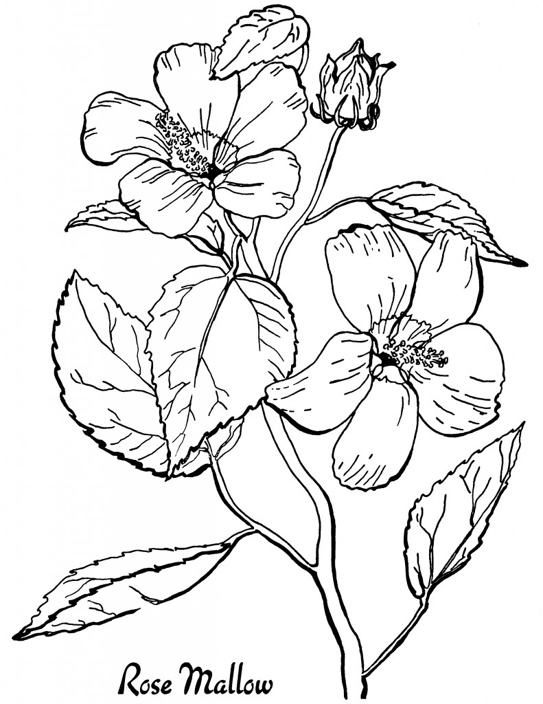 coloring pages for adults printable