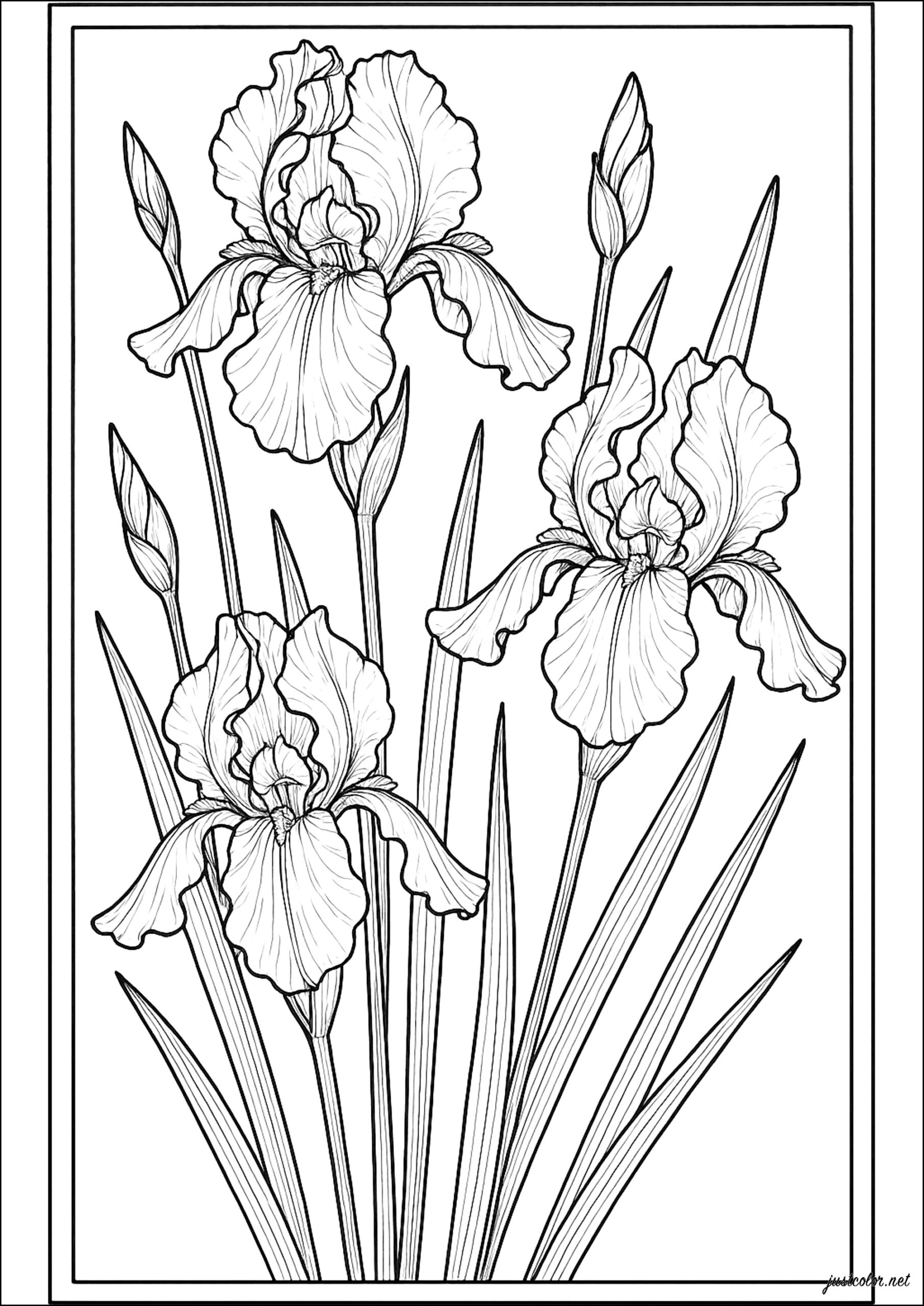 Elegance Of Delicate Flowers In Harmony Flowers Vegetation Coloring Pages For Adults